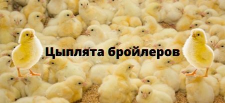 Цыплята бройлеры