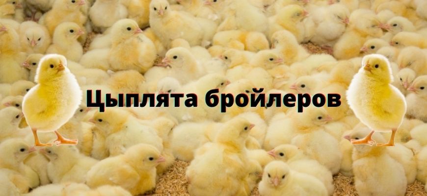 Цыплята бройлеры