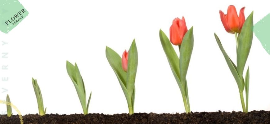 Длинна тюльпан