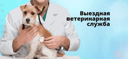 Выездная ветеринарная служба