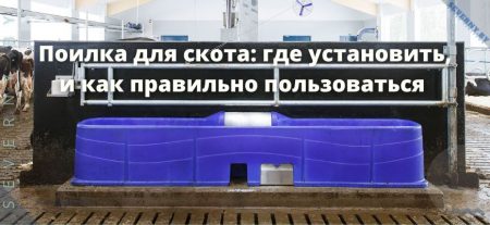 Поилка для скота: где установить, и как правильно обращаться